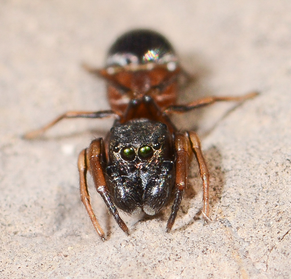 Leptorchestes-berolinensis-face