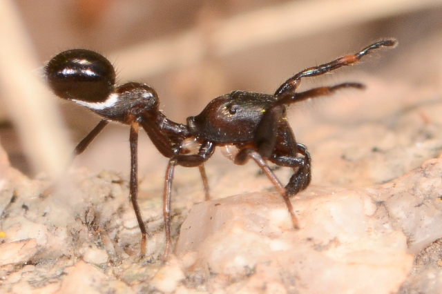 Leptorchestes-mutiloides-1