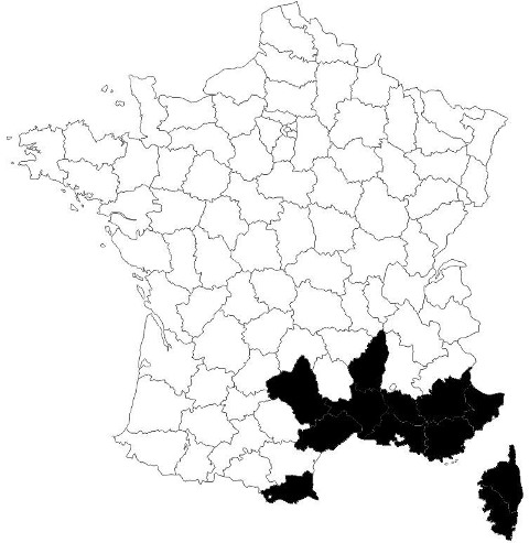reparti-Leptorchestes-mutiloides