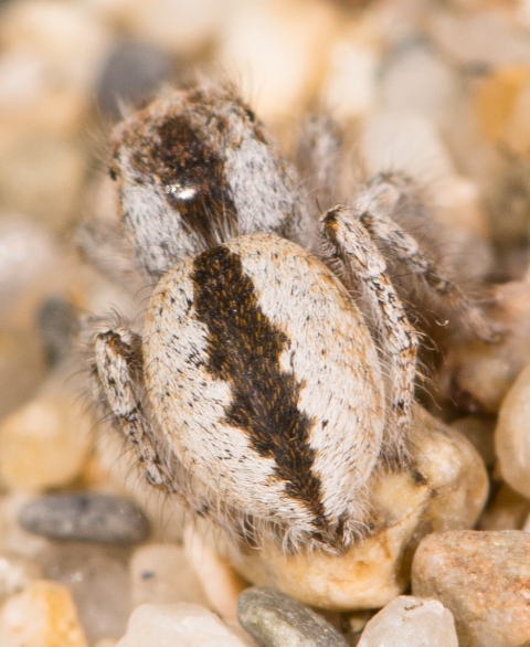 Logunyllus-univittatus-dos
