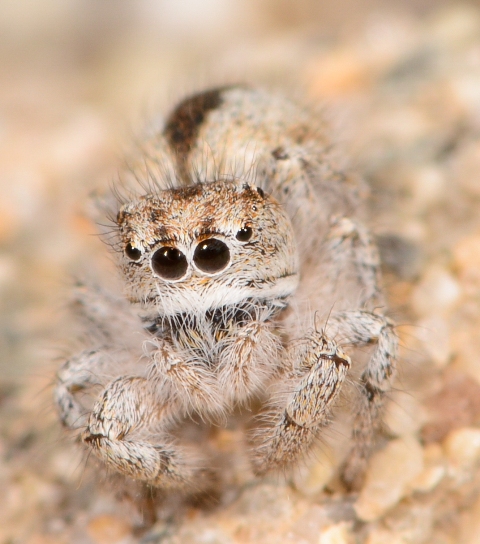 Logunyllus-univittatus-face
