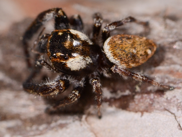 Macaroeris-nidicolens-male-dos