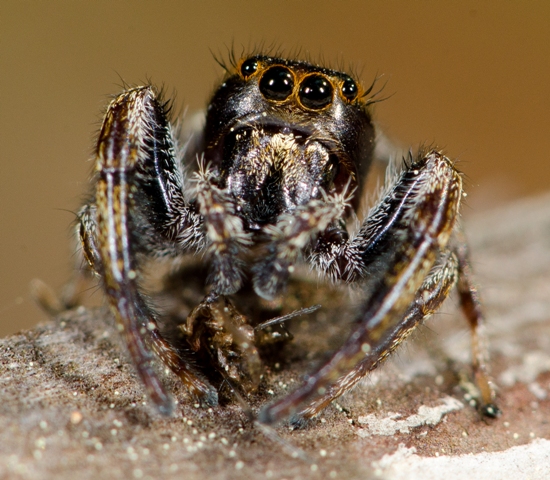 Macaroeris-nidicolens-male-face