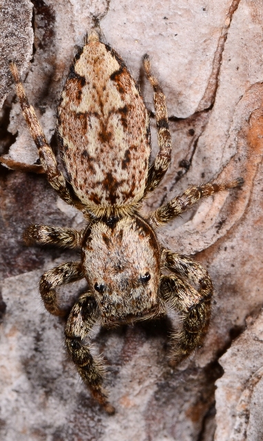 Marpissa-muscosa-fem-dos-2