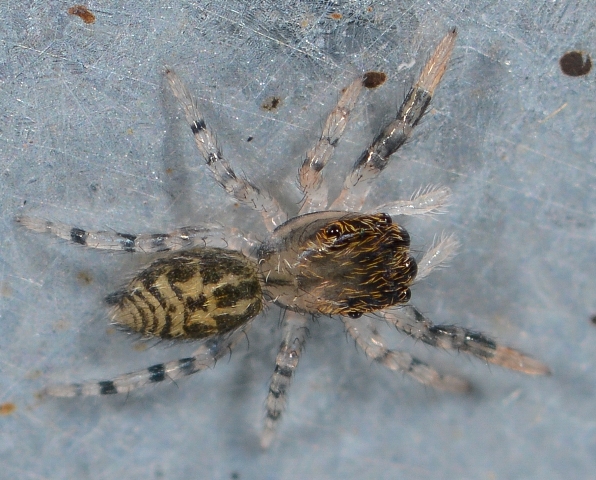 Marpissa-muscosa-juv-2