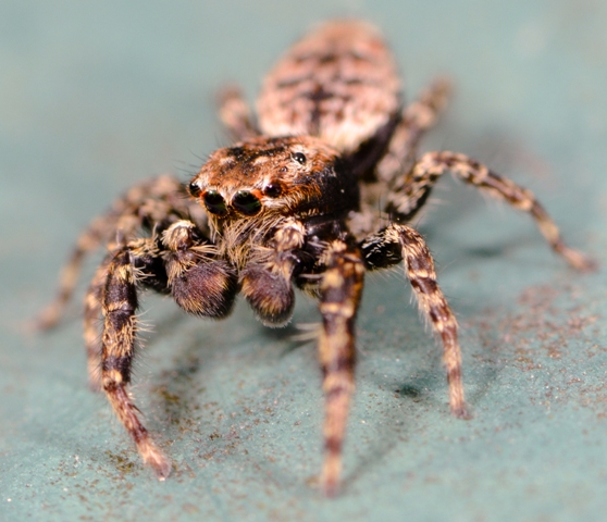 Marpissa-muscosa-male-face