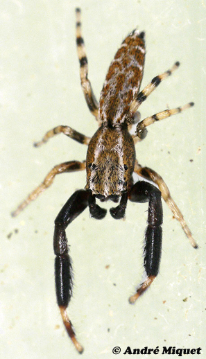 M-novoyi