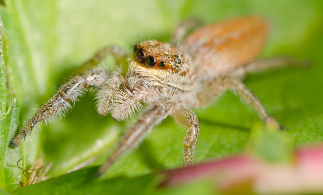 Marpissa-radiata-fem-face