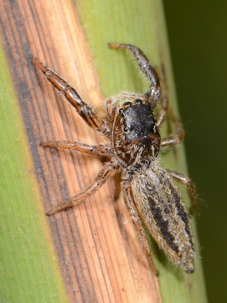 Marpissa-radiata-fem-vieille