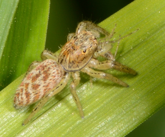 Marpissa-radiata-juv