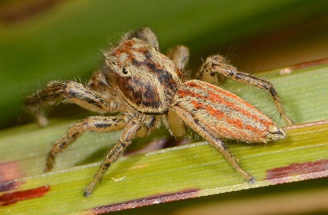 Marpissa-radiata-male-cote