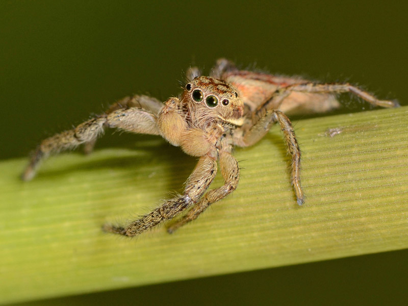 Marpissa-radiata-male-face-2
