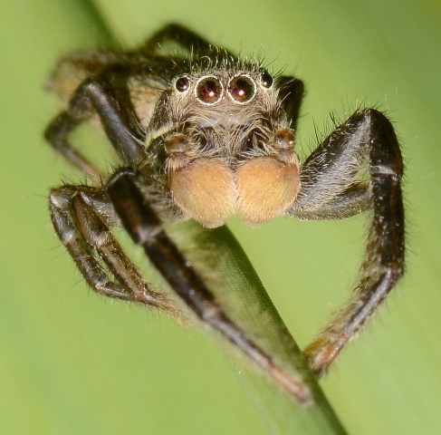 Marpissa-radiata-male-face
