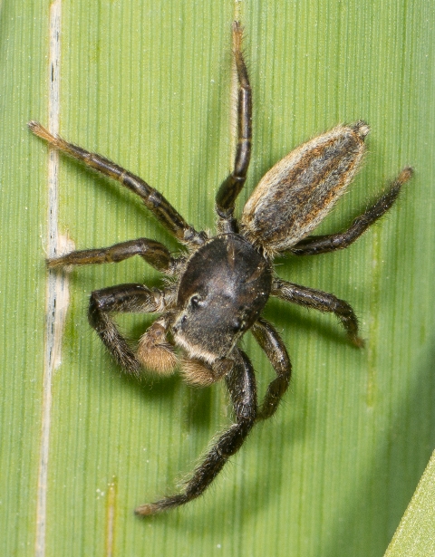 Marpissa-radiata-male-vieux