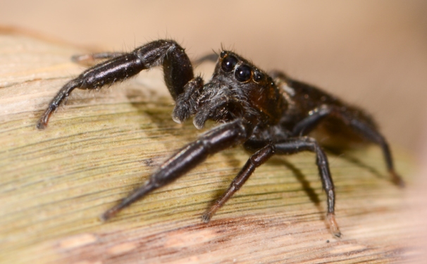 Mendoza-canestrinii--male-face