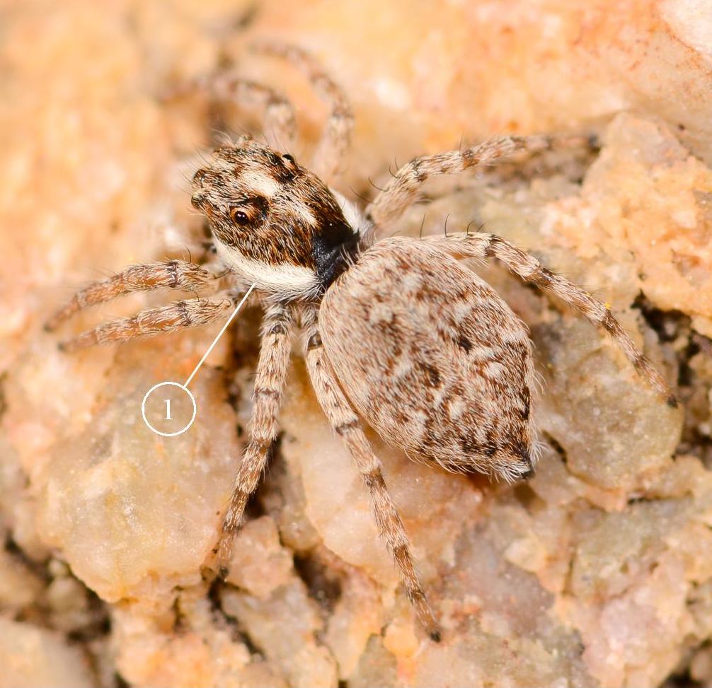 Menemerus-semilimbatus---Copie
