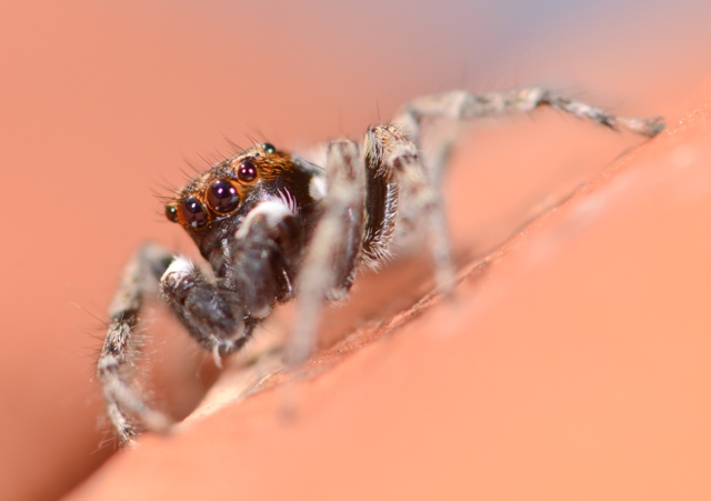 Menemerus-semilimbatus--male-face
