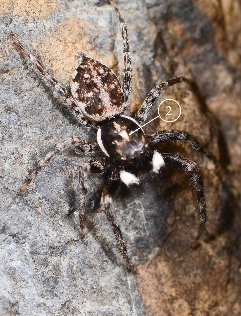 Menemerus-semilimbatus-male-dos