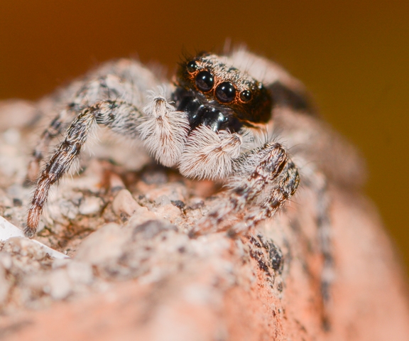 Menemerus-taeniatus-fem-face