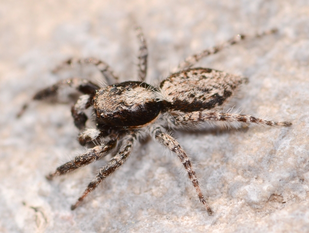 Menemerus-taeniatus-male-dos