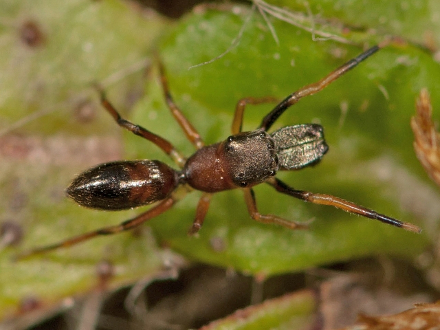 Myrmarachne-formicaria-male