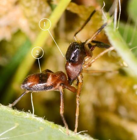 Myrmarachne-formicaria
