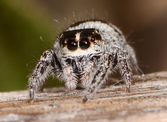 Pellenes-arciger-1