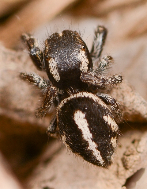 Pellenes-arciger-2