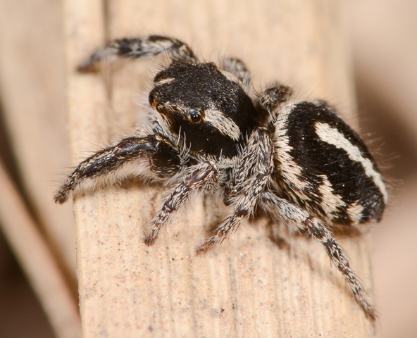 Pellenes-arciger-3