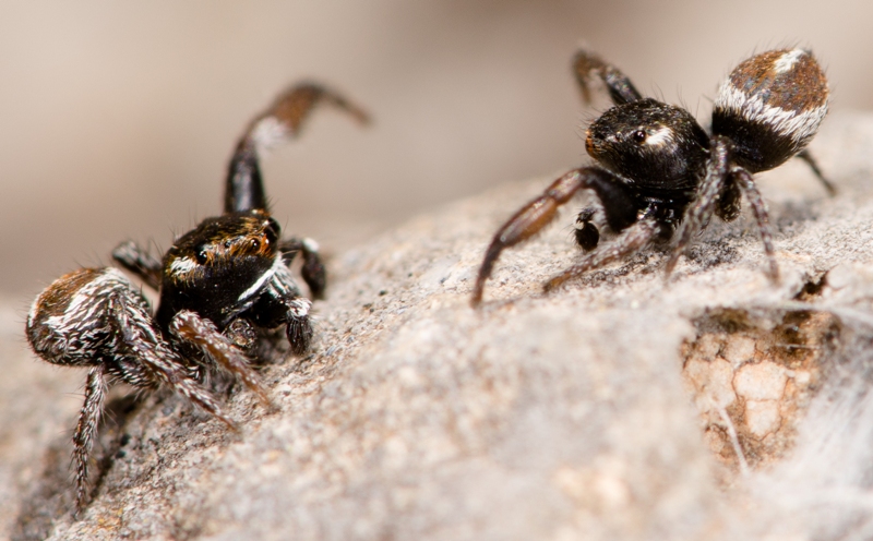 Pellenes-geniculatus-combat