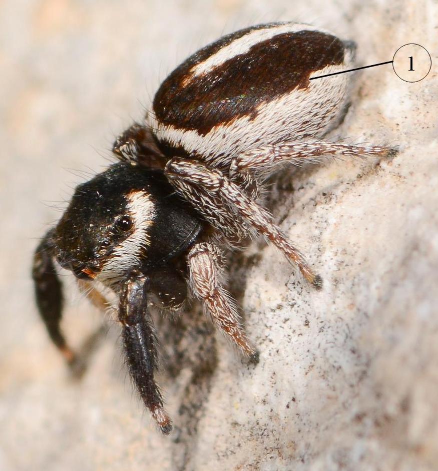 Pellenes-geniculatus-fem-1