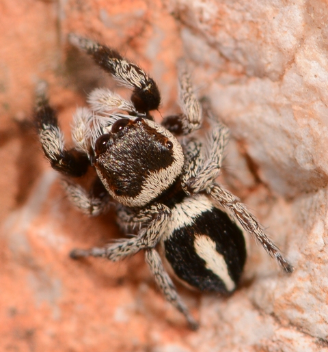 Pellenes-geniculatus-fem-dos
