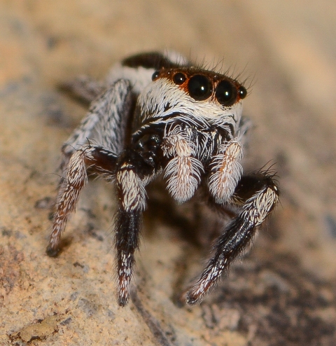 Pellenes-geniculatus-fem-face