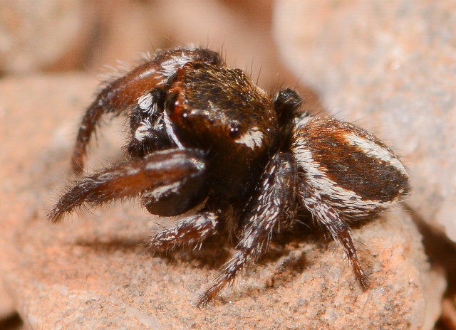 Pellenes-geniculatus-male-cote