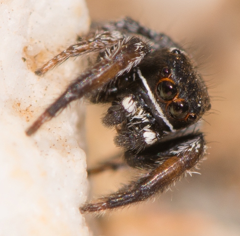 Pellenes-geniculatus-male-face