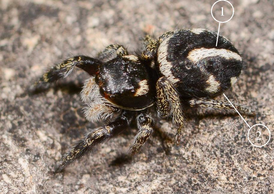 Pellenes-nigrociliatus-bis