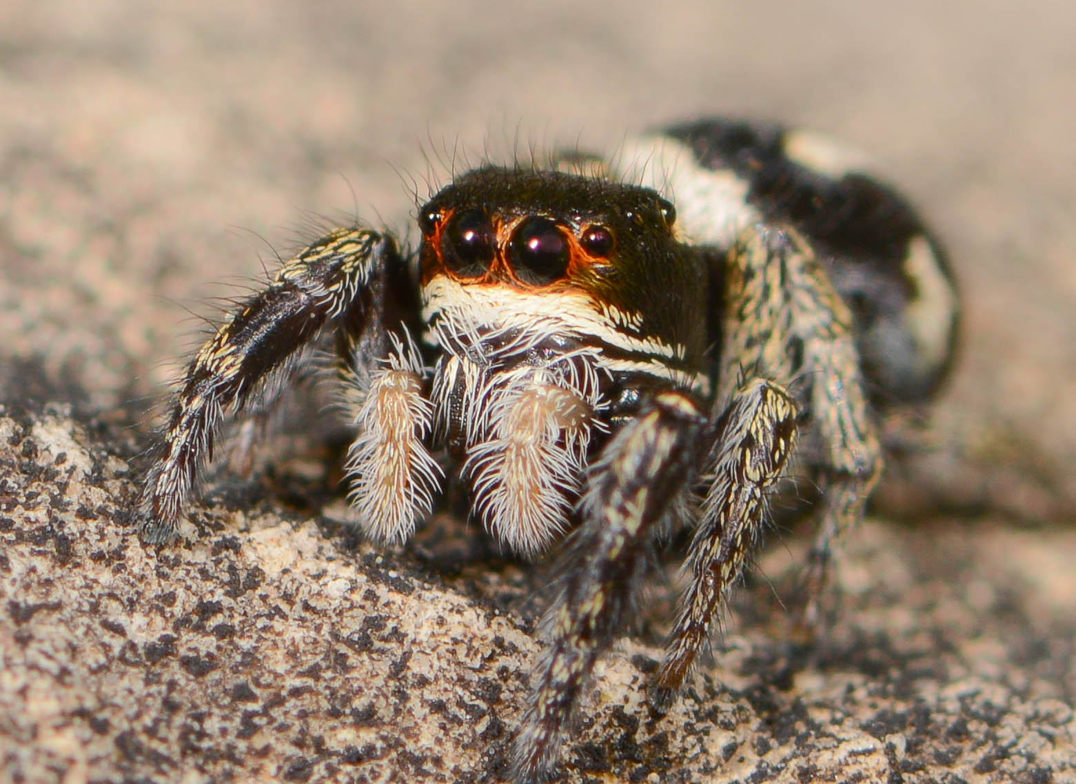 Pellenes-nigrociliatus-fem-face