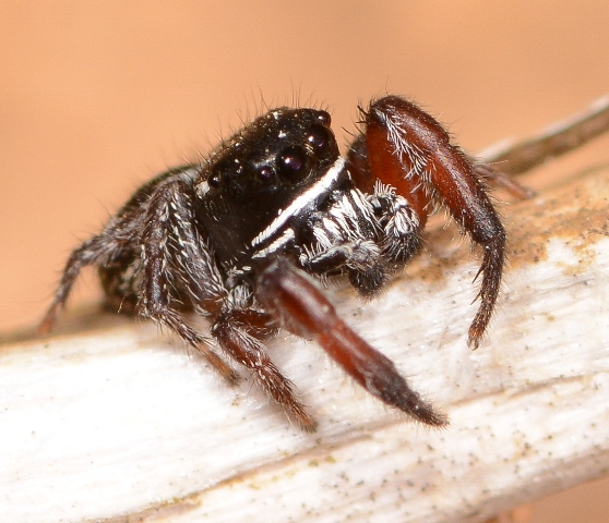 Pellenes-nigrociliatus-male-