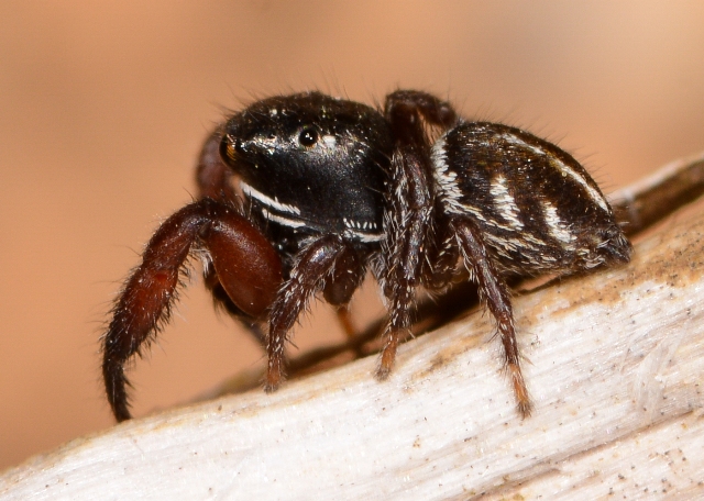 pellenes-nigrociliatus-male-cote