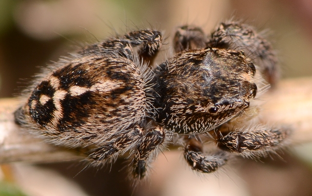 Pellenes-tripunctatus-fem-dos