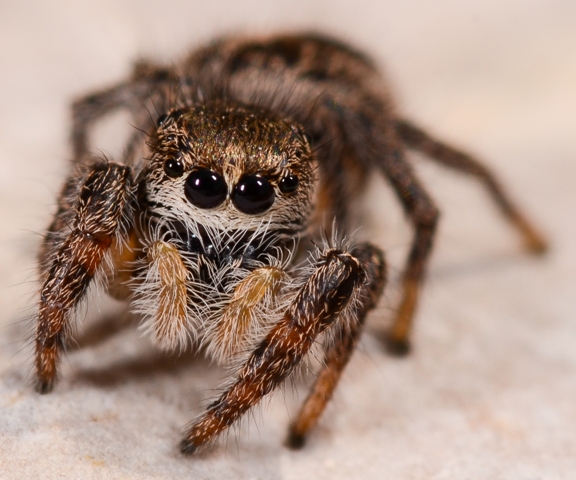Pellenes-tripunctatus-fem-face