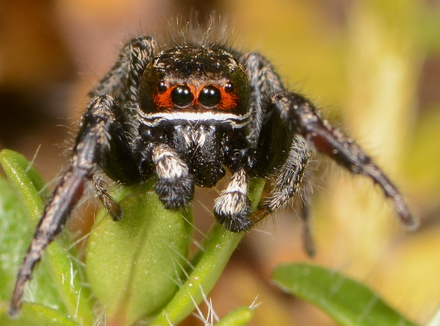 Pellenes-tripunctatus-male-face