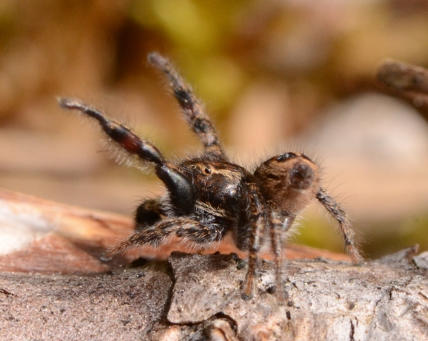 Pellenes-tripunctatus-parade