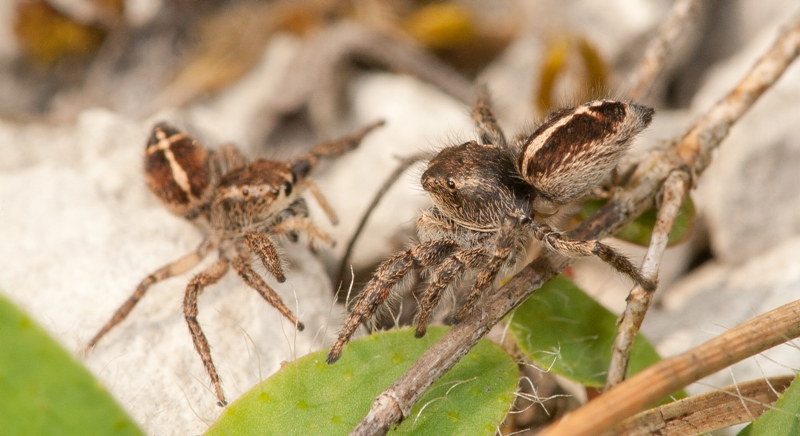 Pellenes-tripunctatus-rencontre