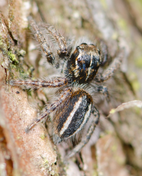 Philaeus-chrysops-fem-1-dos