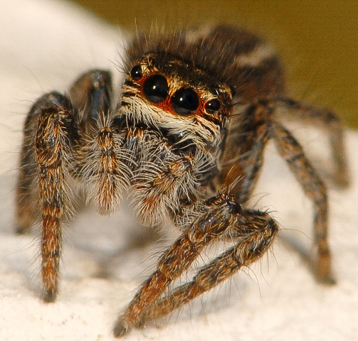 Philaeus-chrysops-fem-face