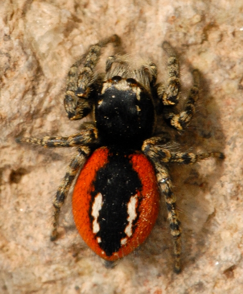 Philaeus-chrysops-fem-grece