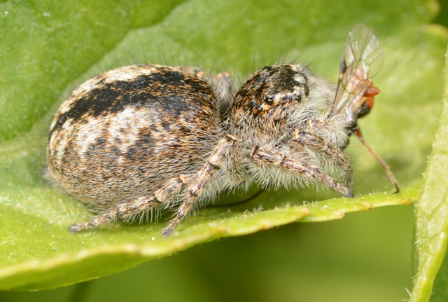 Philaeus-chrysops-fem-sud