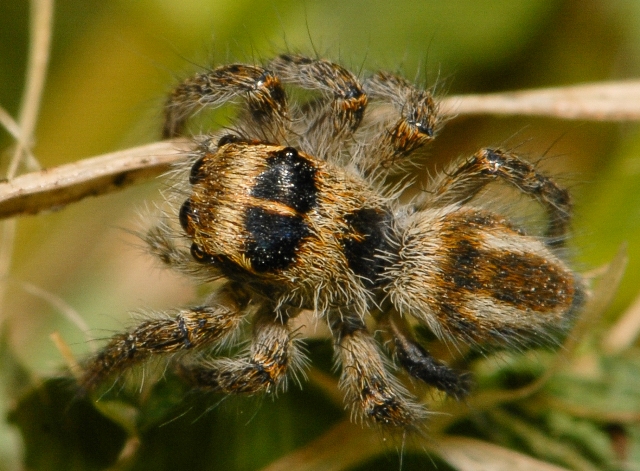 Philaeus-chrysops-juv-dos