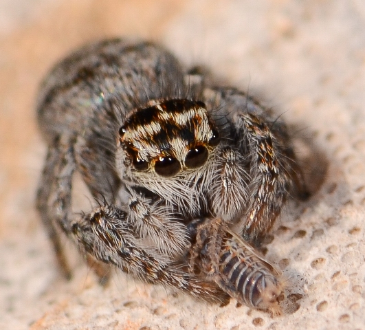 Philaeus-chrysops-juv-face